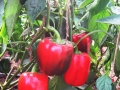 capsicum-cultivation-1-1