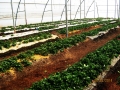 strawberry-cultivation-1