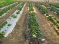 strawberry-cultivation-3