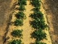 strawberry-cultivation-4