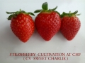 strawberry-cultivation-sweet-charlie