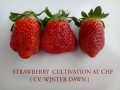 strawberry-cultivation-winter-dawn